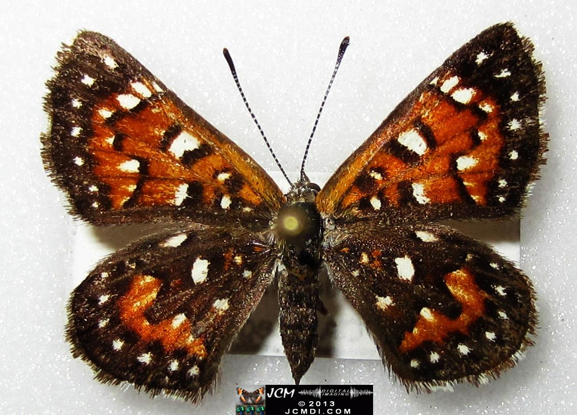 Apodemia mormo virguilti (Behr's Metalmark) images